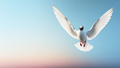 Obraz premium White Bird in Flight with Wings Spread Against Gradient Sky