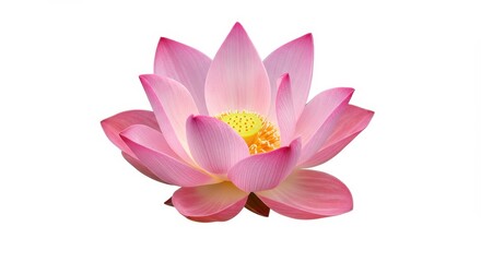 A close up of a pink lotus flower with yellow center isolated on a white background in full bloom