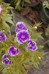 Sweet flora william blooming petals Purple flowers background, Dianthus barbatus, beautiful Dianthus flower closeup in garden, Purple Dianthus flower, Purple flower, dianthus blooming in garden, close