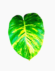 Epipremnum aureum, Devil’s ivy, Golden pothos, Hunter’s robe leaf isolated on white background