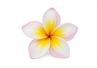 Exquisite pink and yellow plumeria blossom a symbol of peace and tranquility isolated on a pure white background with vibrant color and