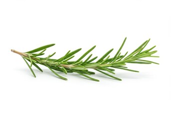 Fototapeta premium Fresh Rosemary Sprig Isolated on White Background Vibrant Green Herb Culinary and Aromatic Natural Ingredient for Cooking Detailed Macro