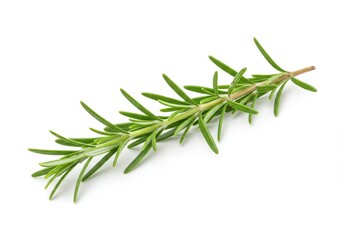 Fototapeta premium Fresh rosemary sprig vibrant green herb isolated on white background Perfect for culinary and medicinal uses aromatic and flavorful