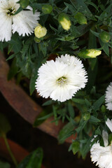 Sweet flora william blooming petals white flowers background, Dianthus barbatus, beautiful Dianthus...