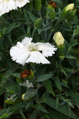 Sweet flora william blooming petals white flowers background, Dianthus barbatus, beautiful Dianthus...