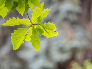 Oak branches with green and yellow leaves in autumn park.