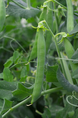 Green peas grow in the garden Beautiful close up of green fresh peas and pea pods. Healthy food, Bush of sweet pea with ripe pods cultivated on vegetable garden, green peas closeup in nature, Pakistan