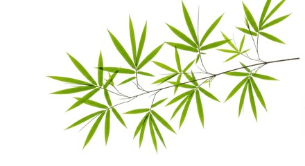Obraz premium A delicate bamboo branch with bright green leaves against a clean white background offering a fresh look