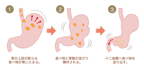 胃が食べ物を消化する仕組みの説明図
