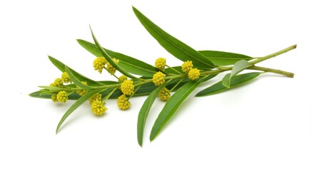 A sprig of mimosa with yellow flowers and green leaves lies on a white background in the center