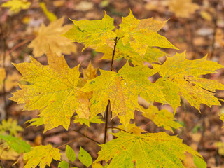 Maple branches with yellow leaves in autumn, in the light of sunset.