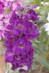 Purple Hoary Stock, Purple Hoary Stock or Matthiola Incana is a member of the Brassicaceae family of flowering plants. It's also commonly known as Brompton Stock, Common Stock, Purple flower in garden