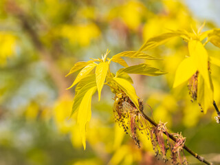 Acer negundo, Box elder, boxelder, ash-leaved and maple ash, Manitoba, elf, ashleaf maple male inflorescences and flowers on branch outdoor.
