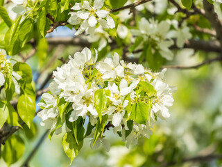 White blossoming apple trees. White apple tree flowers