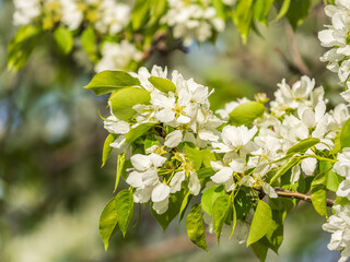 White blossoming apple trees. White apple tree flowers