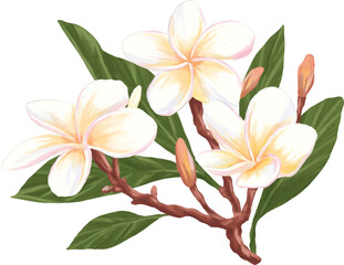 Digital painting of frangipani (plumeria) flower
