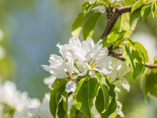 White blossoming apple trees in the sunset light. Spring season, spring colors.