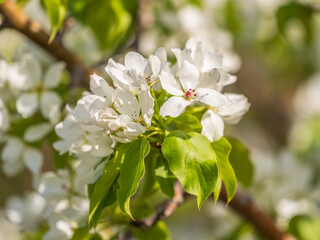 White blossoming apple trees in the sunset light. Spring season, spring colors.
