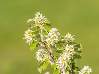 White blossoming apple trees in the sunset light. Spring season, spring colors.