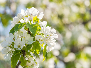 White blossoming apple trees in the sunset light. Spring season, spring colors.