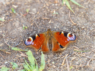 Peacock butterfly on the ground among the grass