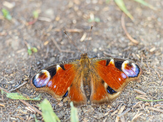 Peacock butterfly on the ground among the grass