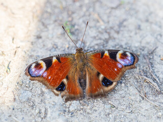 Peacock butterfly on the ground among the grass