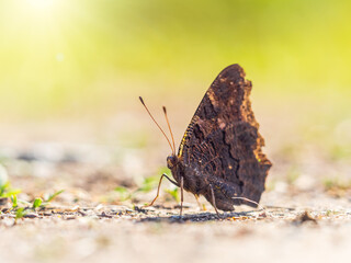 Peacock butterfly on the ground among the grass
