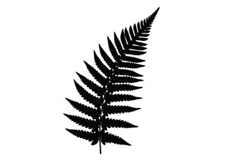 Fern leaf silhouette. This image shows a black silhouette of a fern leaf, also known as a frond, with detailed and intricate patterns. Vector clipart illustration design.