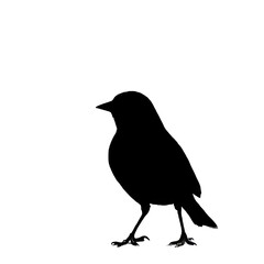 Fototapeta premium A silhouette of a sparrow
