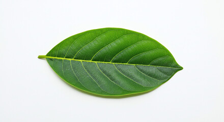 Fototapeta premium Isolated jackfruit leaf on a white background, generative ai