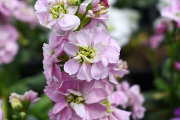 Pink Hoary Stock, Pink Hoary Stock or Matthiola Incana is a member of the Brassicaceae family of flowering plants. It's also commonly known as Brompton Stock, Common Stock, Pink flower in garden