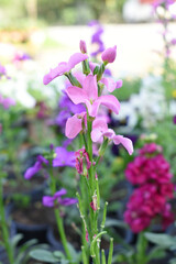 Obraz premium Pink Hoary Stock, Pink Hoary Stock or Matthiola Incana is a member of the Brassicaceae family of flowering plants. It's also commonly known as Brompton Stock, Common Stock, Pink flower in garden