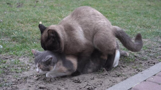 mating cats, in the spring, cats mate outdoors, a Siamese male and a Calico female