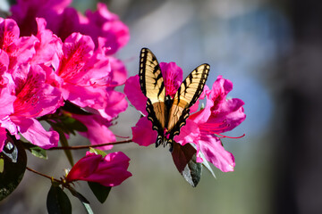 Spring Flowers - Eastern Tiger Swallowtail Butterfly on Azalea Shrub