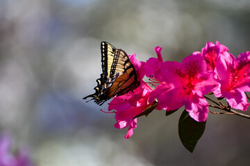 Spring Flowers - Eastern Tiger Swallowtail Butterfly on Azalea Shrub