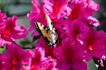 Spring Flowers - Eastern Tiger Swallowtail Butterfly on Azalea Shrub