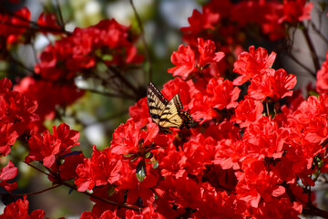 Spring Flowers - Eastern Tiger Swallowtail Butterfly on Azalea Shrub