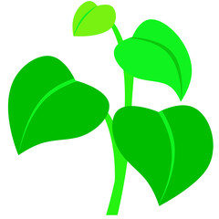 green plant isolated on white