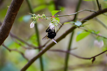 Spring Flowers