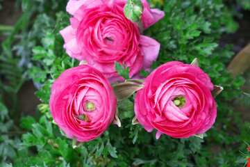 Beautiful Red ranunculus flower growing in an outdoor flower garden. ranunculus flower closeup, Red blooming flower, Closeup shot of a beautiful blossoming ranunculus in field