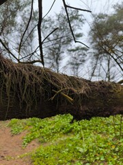 Pine needles fall on mossy tree trunks