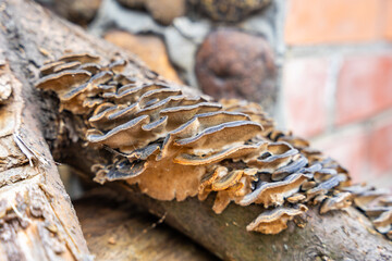 Cluster of Turkey Tail mushrooms growing on a decaying log. Concept of forest ecosystem, biodiversity, and natural decomposition process.