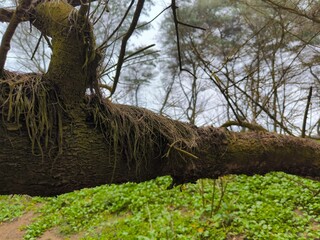 Pine needles fall on mossy tree trunks
