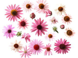  Close Up of Purple Coneflower Petals