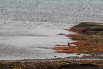 The gentoo penguin (Pygoscelis papua) is a penguin species generally widespread in the Antarctic...