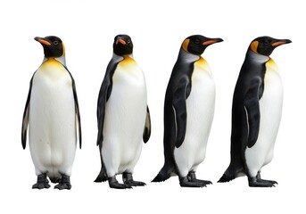 Fototapeta premium Four emperor penguins stand in a row, showcasing their black and white plumage against a white background