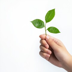 A hand holds a small sprig of fresh green leaves against a white background
