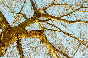 tree crown without leaves in the light at spring time looking up against blue sky