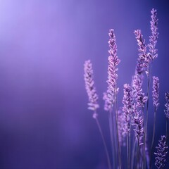 Obraz premium Lavender flowers in soft purple hues against a blurred background, evoking tranquility